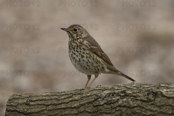 Song thrush (Turdus philomelos) adult garden bird on a tree log, England, United Kingdom