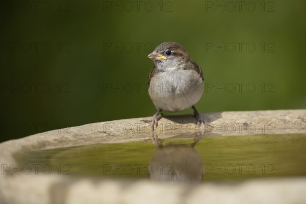 House sparrow (Passer domesticus) adult garden bird on a bird bath in summer, England, United Kingdom