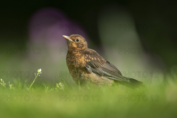 Eurasian blackbird (Turdus merula) juvenile baby fledgling garden bird on a grass lawn in summer, England, United Kingdom