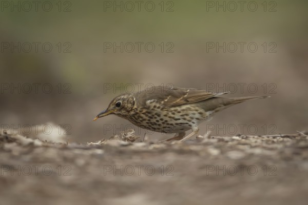 Song thrush (Turdus philomelos) adult garden bird collecting grubs for food in a woodland in spring, England, United Kingdom
