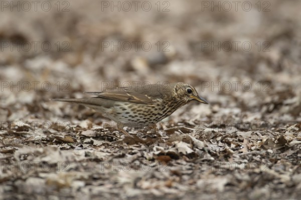 Song thrush (Turdus philomelos) adult garden bird searching for food in a woodland in spring, England, United Kingdom