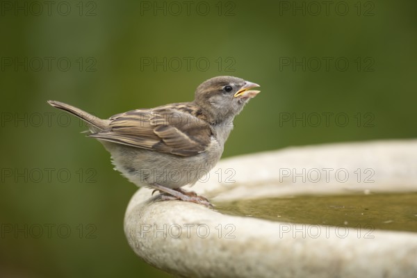 House sparrow (Passer domesticus) adult garden bird drinking water from a bird bath in summer, England, United Kingdom