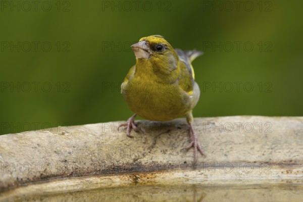 Eurasian greenfinch (Chloris chloris) adult male garden bird on a bird bath in summer, England, United Kingdom