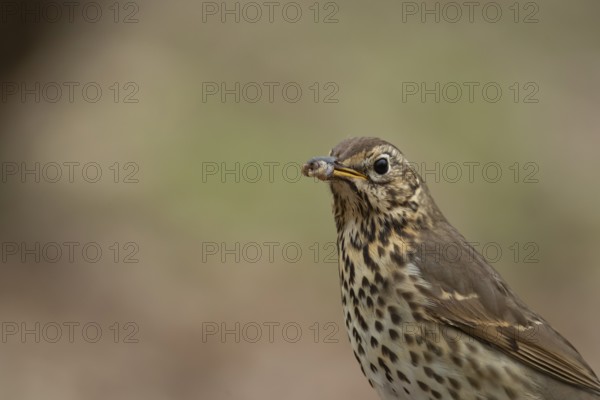 Song thrush (Turdus philomelos) adult garden bird with worms for food in its beak in spring, England, United Kingdom