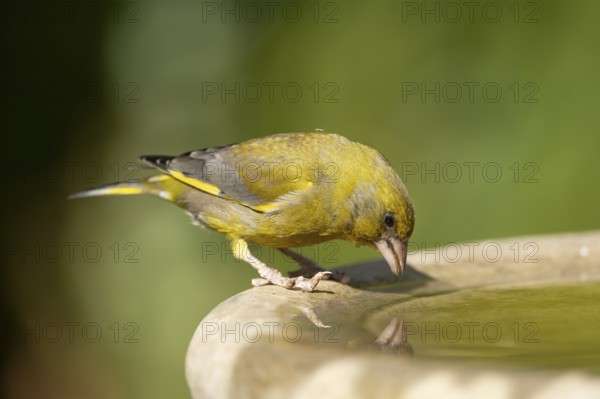Eurasian greenfinch (Chloris chloris) adult male garden bird drinking water from a bird bath in summer, England, United Kingdom