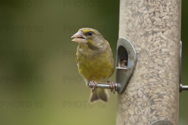 Eurasian greenfinch (Chloris chloris) adult female garden bird feeding on sunflower seed hearts from a bird feeder, England, United Kingdom