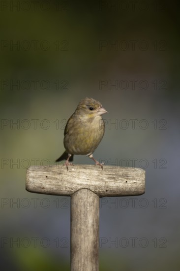 Eurasian greenfinch (Chloris chloris) adult female garden bird on a fork handle in spring, England, United Kingdom