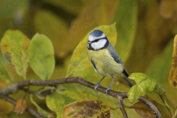Blue tit (Cyanistes caeruleus) adult garden bird on a Magnolia tree branch amongst autumn colour leaves, England, United Kingdom