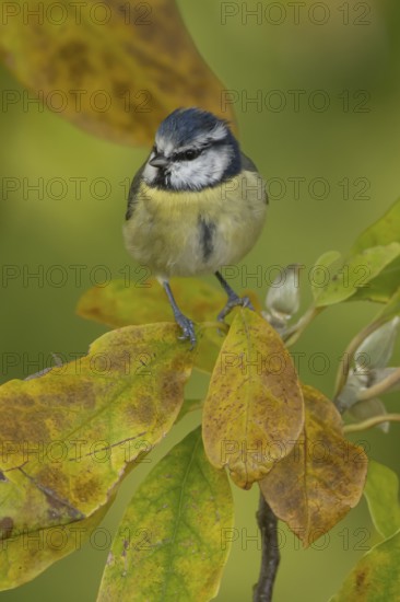 Blue tit (Cyanistes caeruleus) adult garden bird on a Magnolia tree branch amongst autumn colour leaves, England, United Kingdom
