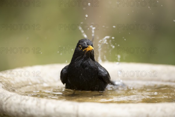 Eurasian blackbird (Turdus merula) adult male garden bird bathing in a bird bath in summer, England, United Kingdom