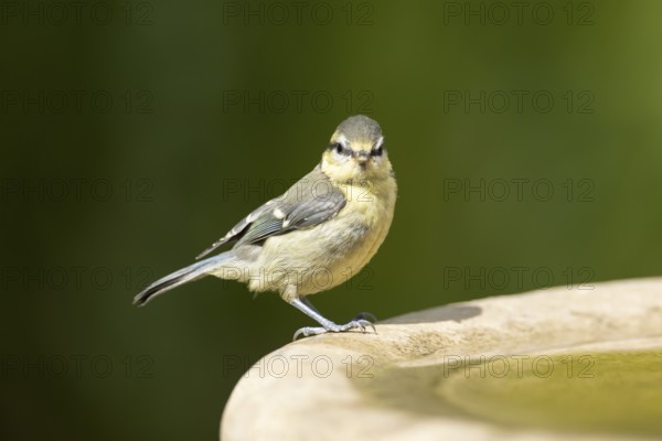 Blue tit (Cyanistes caeruleus) adult garden bird on a bird bath in summer, England, United Kingdom