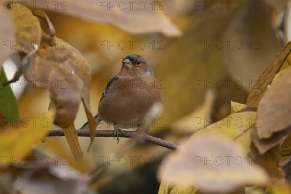 Eurasian chaffinch (Fringilla coelebs) adult male garden bird in a Magnolia tree with autumn colour leaves, England, United Kingdom