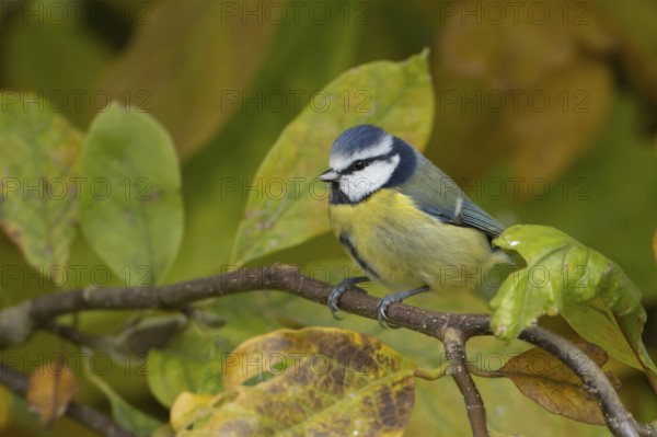 Blue tit (Cyanistes caeruleus) adult garden bird in a Magnolia tree with autumn colour leaves, England, United Kingdom