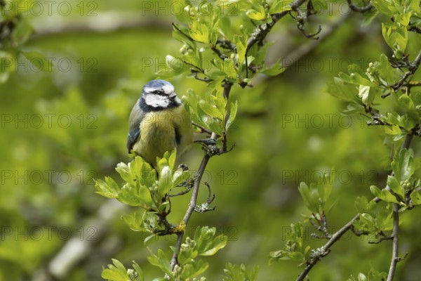 Blue tit (Cyanistes caeruleus) adult garden bird in a hedgerow in spring, England, United Kingdom