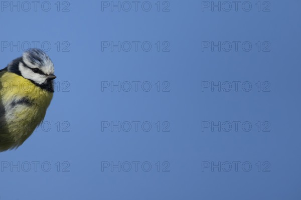 Blue tit (Cyanistes caeruleus) adult garden bird head portrait, England, United Kingdom