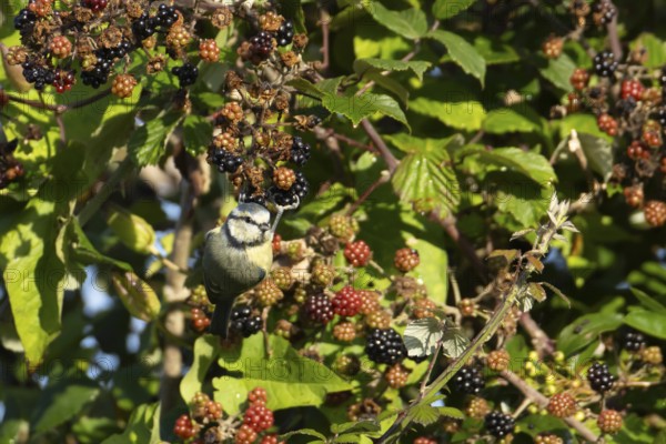 Blue tit (Cyanistes caeruleus) adult garden bird on bramble blackberries in a hedgerow in summer, England, United Kingdom