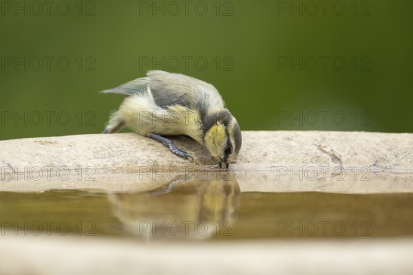 Blue tit (Cyanistes caeruleus) adult garden bird drinking water from a bird bath in summer, England, United Kingdom