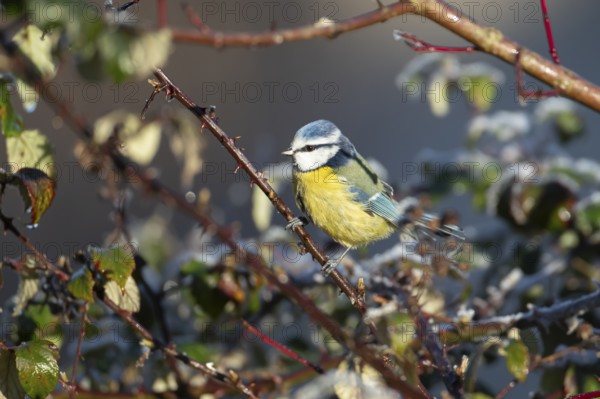Blue tit (Cyanistes caeruleus) adult garden bird in a hedgerow in winter, England, United Kingdom