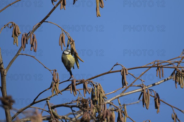 Blue tit (Cyanistes caeruleus) adult garden bird feeding on Alder tree catkins in winter, England, United Kingdom