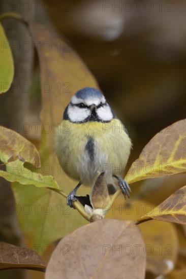 Blue tit (Cyanistes caeruleus) adult garden bird in a Magnolia tree with autumn colour leaves, England, United Kingdom