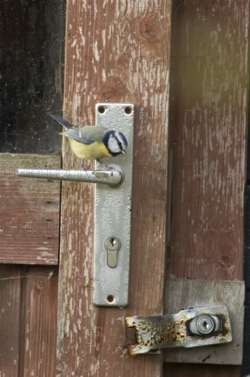 Blue tit (Cyanistes caeruleus) adult garden bird on a shed door handle, England, United Kingdom