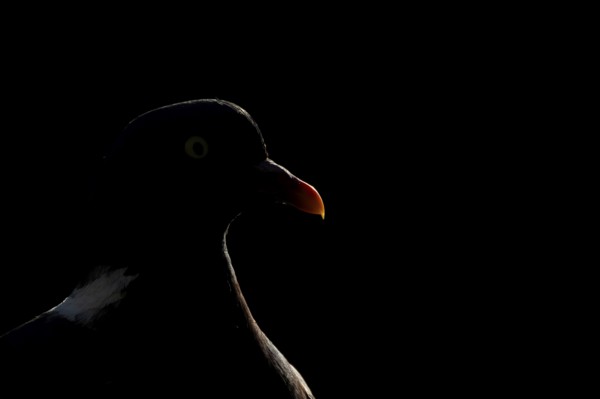 Wood pigeon (Columba palumbus) adult garden bird head portrait rim lit in summer, England, United Kingdom