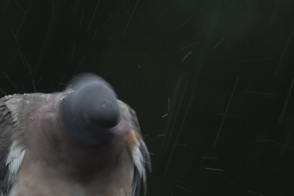 Wood pigeon (Columba palumbus) adult garden bird shaking its head in a rain storm in summer, England, United Kingdom