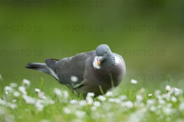 Wood pigeon (Columba palumbus) adult garden bird on a grass lawn with daisy flowers in summer, England, United Kingdom