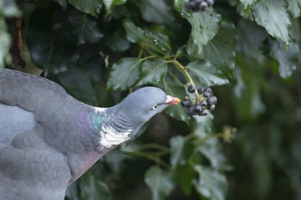 Wood pigeon (Columba palumbus) adult garden bird eating Ivy tree berries in winter, England, United Kingdom