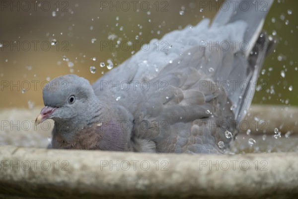 Wood pigeon (Columba palumbus) juvenile squab garden bird bathing in a bird bath in summer, England, United Kingdom