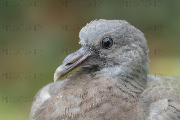 Wood pigeon (Columba palumbus) juvenile squab garden bird head portrait in summer, England, United Kingdom