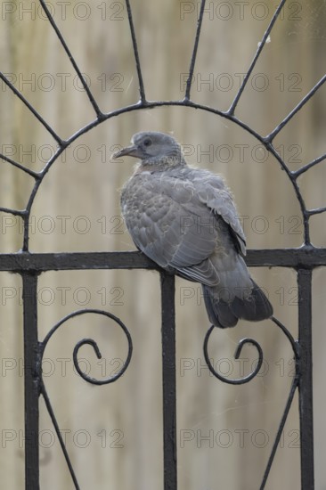 Wood pigeon (Columba palumbus) adult garden bird on a metal gate in summer, England, United Kingdom