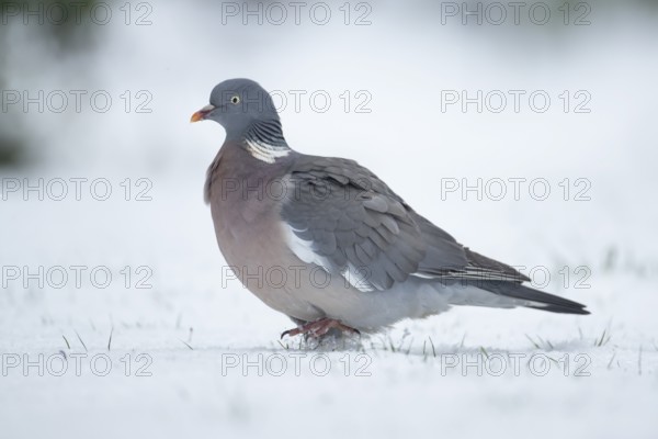 Wood pigeon (Columba palumbus) adult garden bird on snow in winter, England, United Kingdom