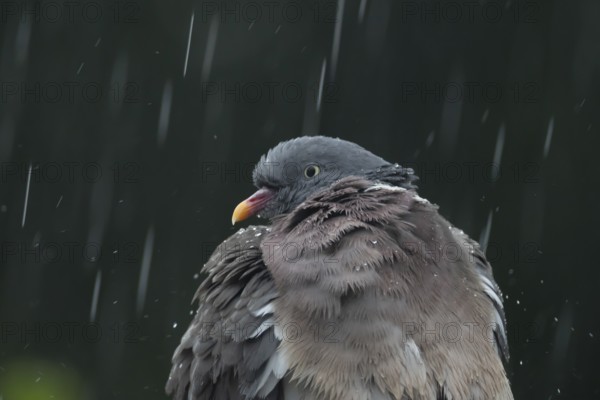 Wood pigeon (Columba palumbus) adult garden bird in a rain storm in summer, England, United Kingdom