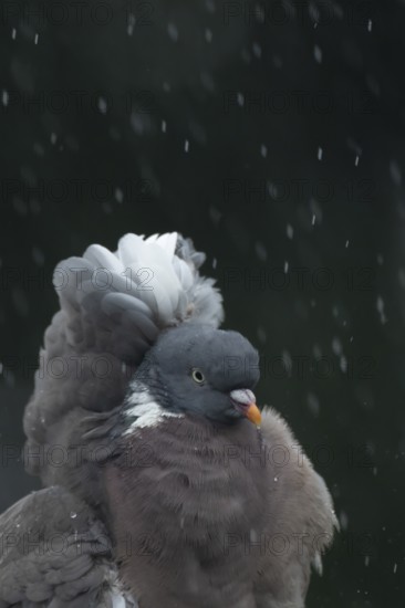 Wood pigeon (Columba palumbus) adult garden bird in a rain storm in summer, England, United Kingdom