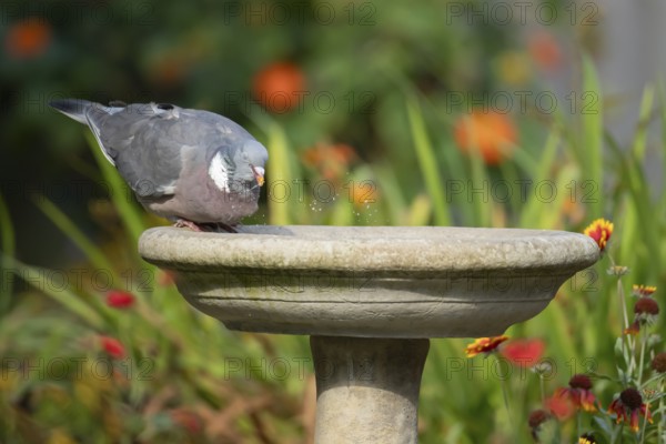 Wood pigeon (Columba palumbus) adult garden bird drinking water from a bird bath in summer, England, United Kingdom