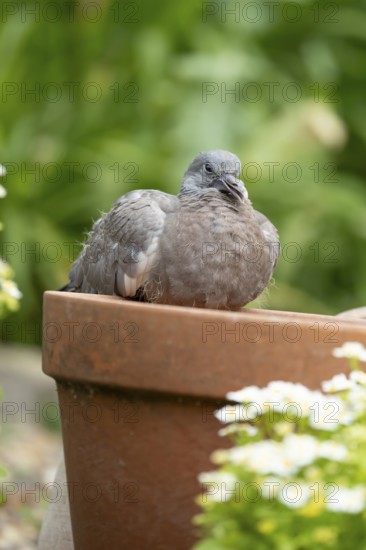 Wood pigeon (Columba palumbus) juvenile squab garden bird sitting on a plant pot in summer, England, United Kingdom