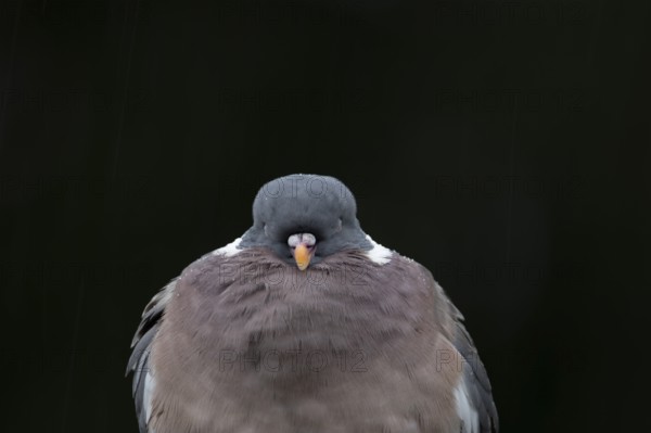 Wood pigeon (Columba palumbus) adult garden bird sleeping in summer, England, United Kingdom