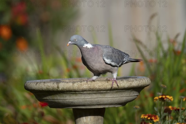 Wood pigeon (Columba palumbus) adult garden bird on a bird bath in summer, England, United Kingdom
