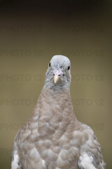 Wood pigeon (Columba palumbus) juvenile squab garden bird head portrait in summer, England, United Kingdom
