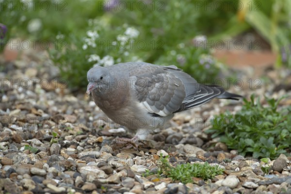 Wood pigeon (Columba palumbus) juvenile squab garden bird on a shingle area in summer, England, United Kingdom