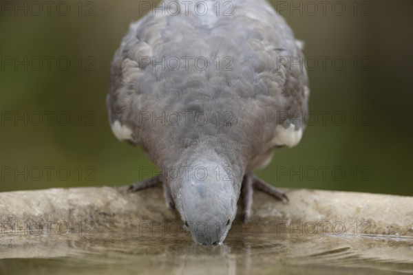 Wood pigeon (Columba palumbus) juvenile squab garden bird drinking water from a bird bath in summer, England, United Kingdom