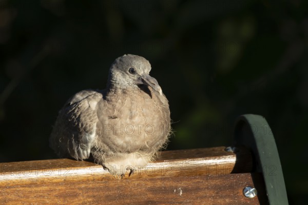 Wood pigeon (Columba palumbus) juvenile squab garden bird sitting on a wooden bench in summer, England, United Kingdom