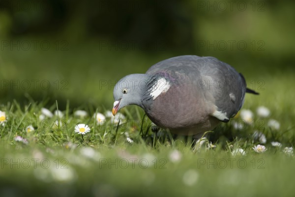 Wood pigeon (Columba palumbus) adult garden bird on a grass lawn with daisy flowers in spring, England, United Kingdom