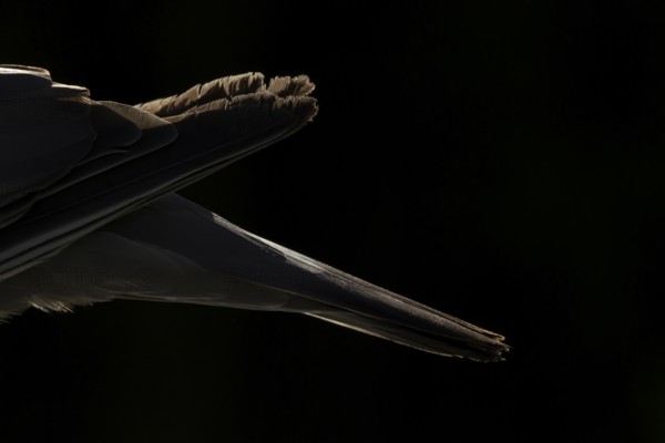 Wood pigeon (Columba palumbus) adult garden bird back and tail rim lit in summer, England, United Kingdom