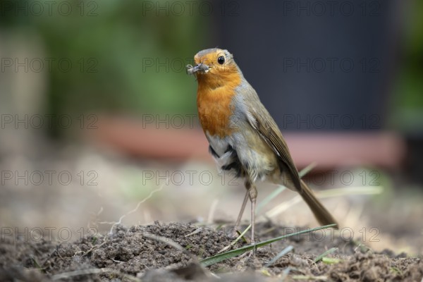 European robin (Erithacus rubecula) adult garden bird with bugs for food in its beak in summer, England, United Kingdom