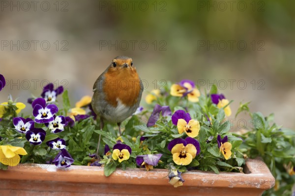 European robin (Erithacus rubecula) adult garden bird on a flower pot with Pansy or Viola flowers in spring, England, United Kingdom