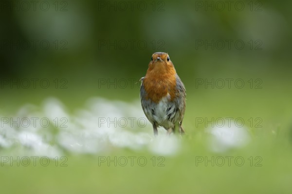 European robin (Erithacus rubecula) adult garden bird on a grass lawn with daisy flowers in spring, England, United Kingdom