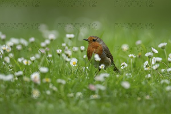 European robin (Erithacus rubecula) adult garden bird on a grass lawn with daisy flowers in summer, England, United Kingdom