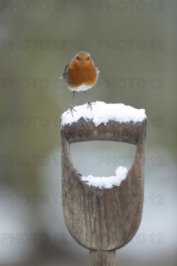 European robin (Erithacus rubecula) adult garden bird on snow covered fork handle in winter, England, United Kingdom